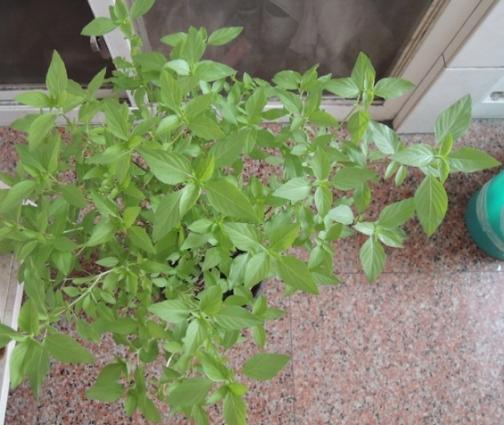 九層塔種植光照 九層塔種植光照