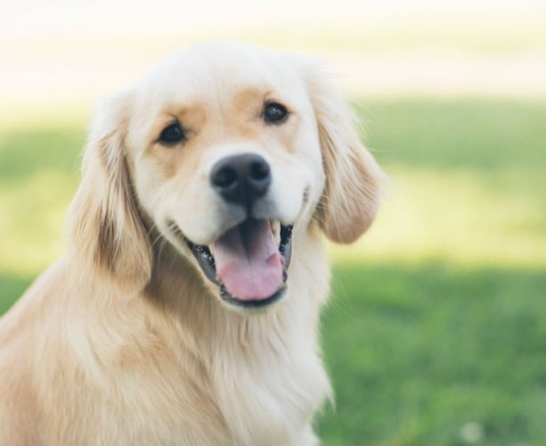 金毛尋回犬品種 金毛尋回犬品種