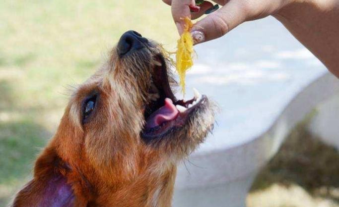 芋頭對狗的好處 芋頭對狗的好處