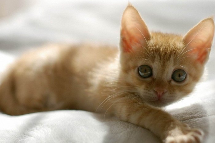 貓瘟預防方法 貓瘟預防方法