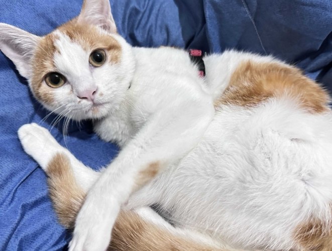 貓咪領養指南 貓咪領養指南