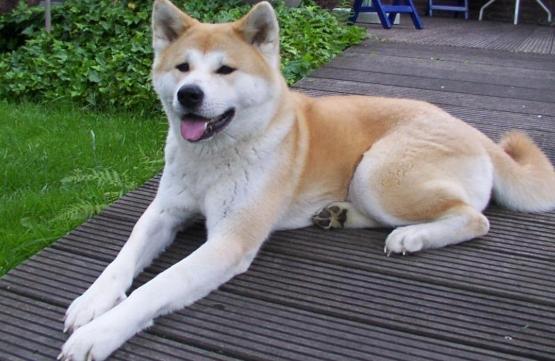 秋田犬性格 秋田犬性格