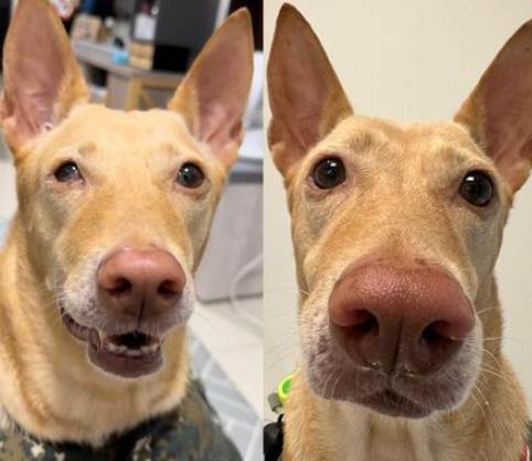 狗狗眼睛疾病 狗狗眼睛疾病