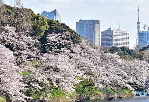 台灣賞櫻季節 台灣賞櫻季節
