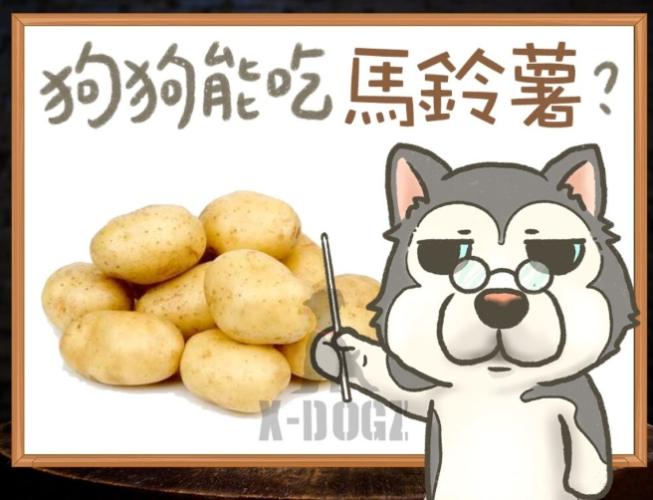 狗狗吃馬鈴薯 狗狗吃馬鈴薯