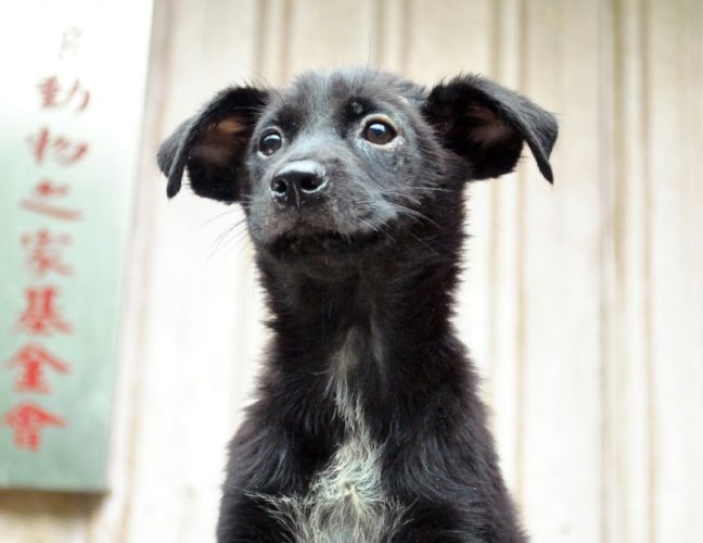 台灣流浪狗認養 台灣流浪狗認養