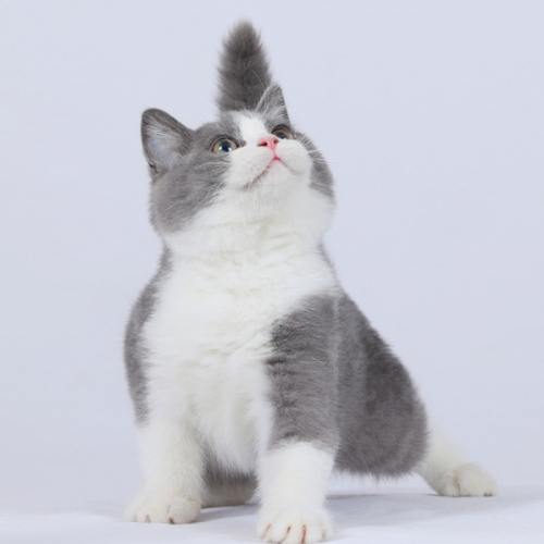 短腿貓性格 短腿貓性格