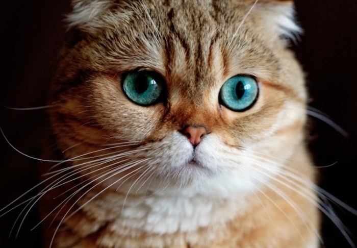 貓癬症狀人類 貓癬症狀人類