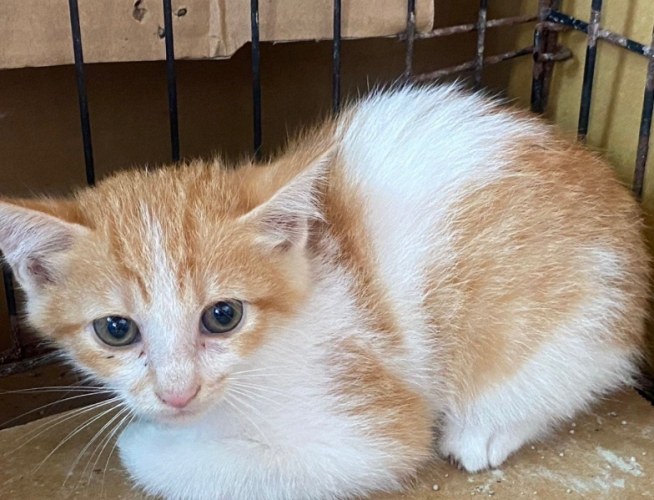 幼貓 離胺酸 補充