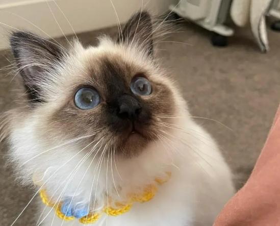 伯曼貓 性格 伯曼貓 性格