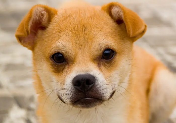 寵物離世悲傷 寵物離世悲傷