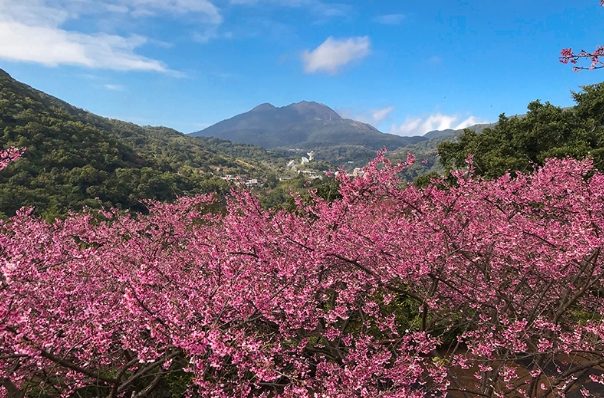 櫻花開花時間 櫻花開花時間