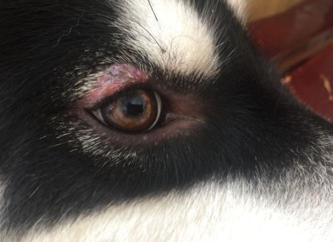 狗狗結膜炎治療