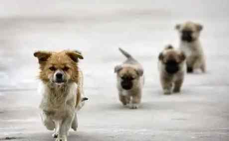 流浪狗救援機構 流浪狗救援機構