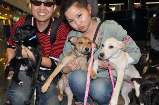 認養流浪狗注意事項 認養流浪狗注意事項