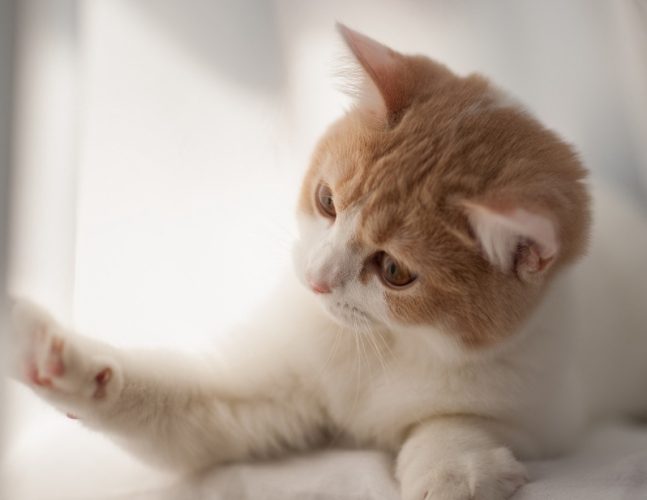 貓吐了精神很好 貓吐了精神很好