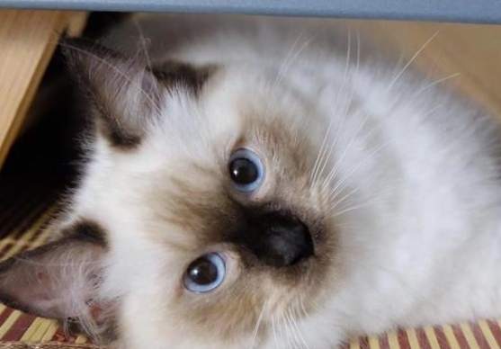 梵色布偶貓特點 梵色布偶貓特點