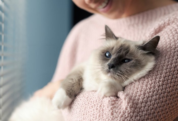 領養貓咪注意事項 領養貓咪注意事項