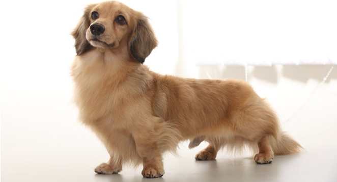 臘腸狗健康 臘腸狗健康