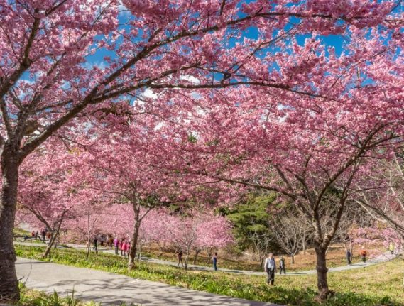 賞櫻季節時間 賞櫻季節時間