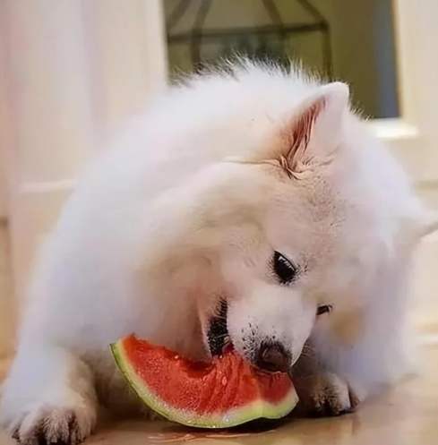 狗狗可以吃西瓜 狗狗可以吃西瓜