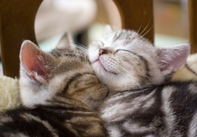 貓咪領養成本 貓咪領養成本