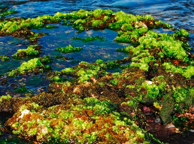 潮間帶生態 潮間帶生態