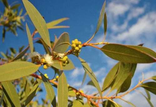 尤加利精油使用方法 尤加利精油使用方法