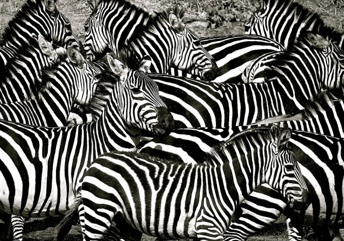 塞倫蓋蒂自由行規劃 塞倫蓋蒂自由行規劃