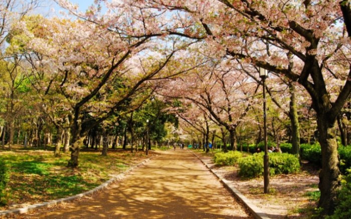 櫻花一日遊規劃