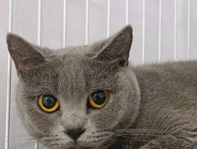 藍貓性格 藍貓性格