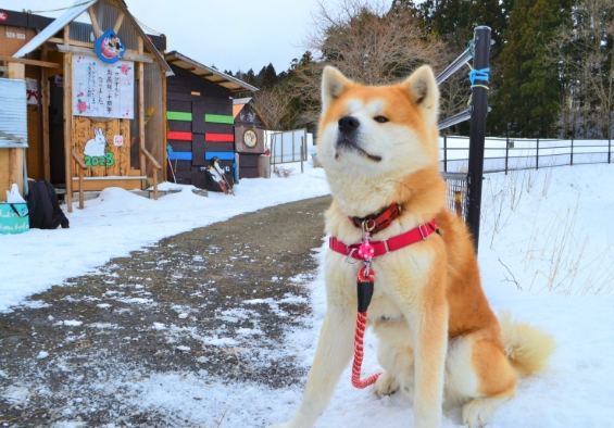 秋田犬飼養注意事項 秋田犬飼養注意事項