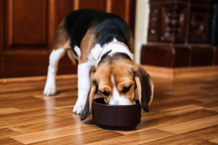 狗吃飯指南 狗吃飯指南