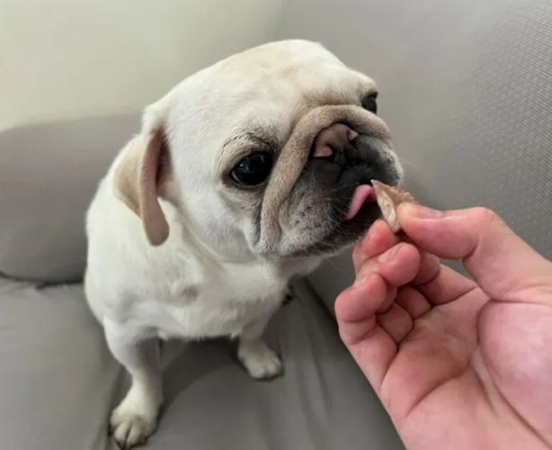 狗狗魚油副作用 狗狗魚油副作用