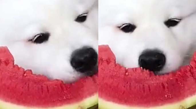 狗狗可以吃西瓜籽嗎 狗狗可以吃西瓜籽嗎