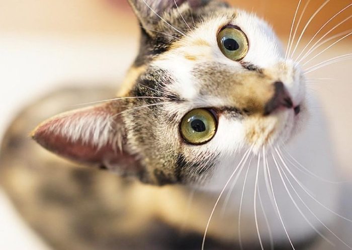 眼部整形 眼部整形