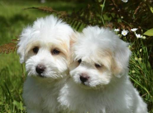 狗毛髮保健食品 狗毛髮保健食品