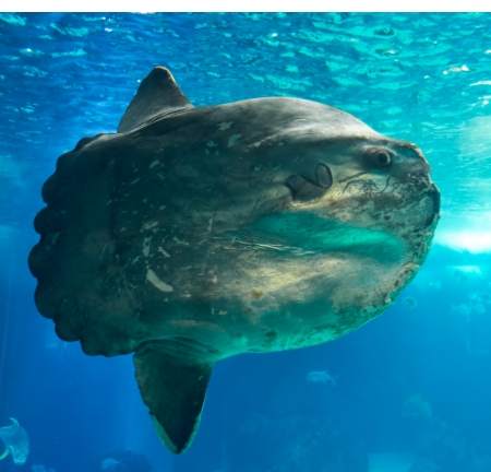 八景島海洋樂園 八景島海洋樂園