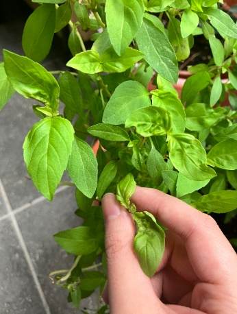 九層塔種植光照 九層塔種植光照