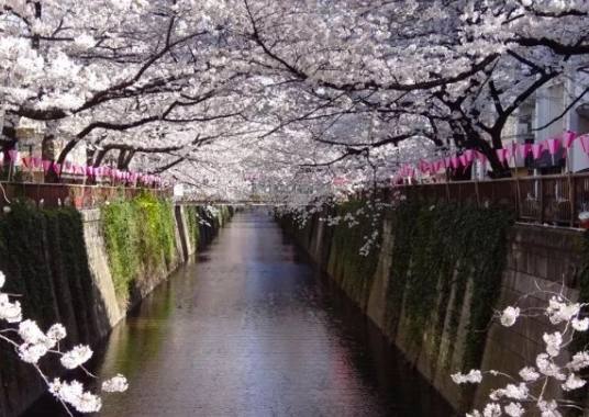 柴又老街旅遊 柴又老街旅遊