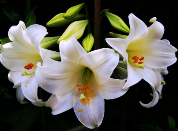 百合种植注意事项 百合种植注意事项