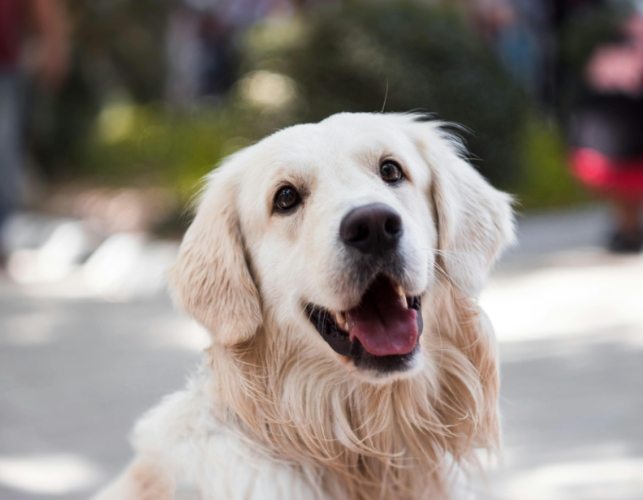 黃金獵犬飼養 黃金獵犬飼養