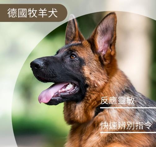 狗智商排名 狗智商排名