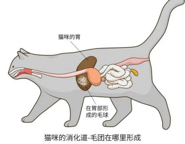 毛球症治療 毛球症治療