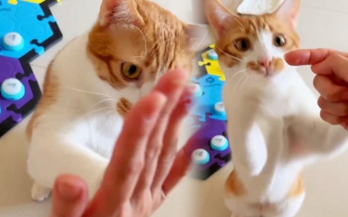 貓咪飼養手冊 貓咪飼養手冊