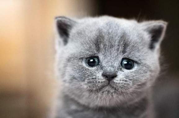 貓哭症症狀 貓哭症症狀