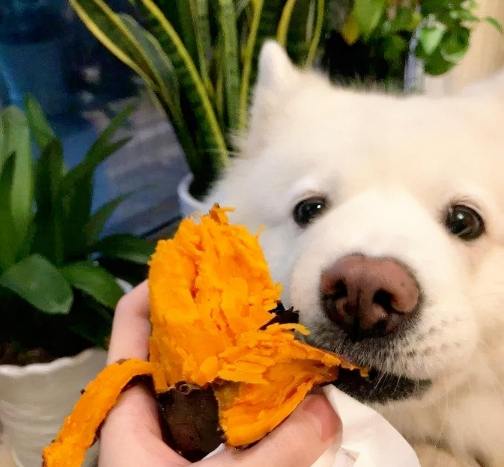 馬鈴薯對狗狗安全嗎 馬鈴薯對狗狗安全嗎