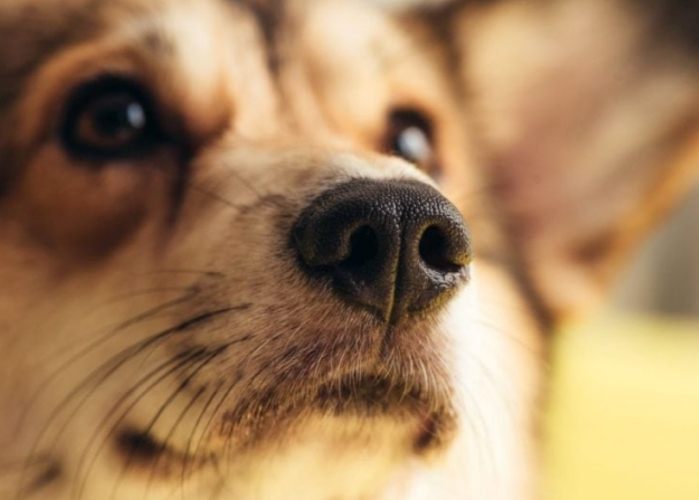 狗鼻竇炎治療費用 狗鼻竇炎治療費用