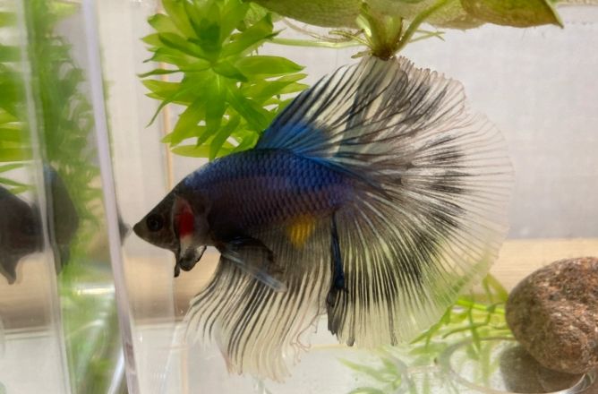 鬥魚換水 鬥魚換水