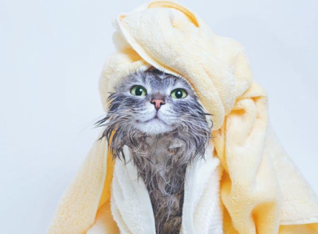 如何幫貓洗澡 如何幫貓洗澡